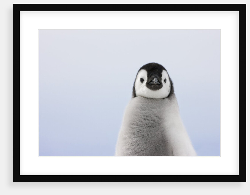 Emperor Penguin Chick by Anonymous