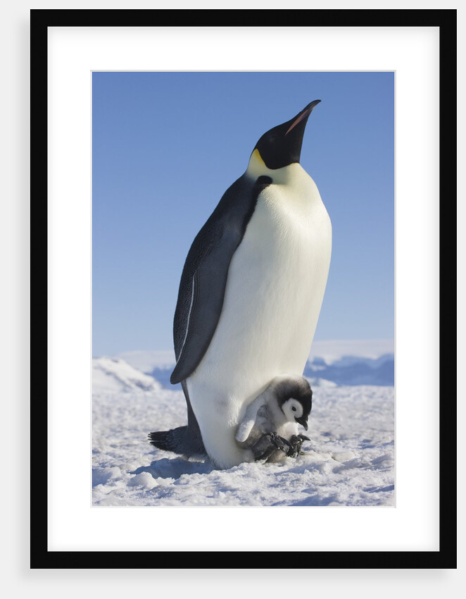 Emperor Penguin Holding Chick on Feet by Anonymous