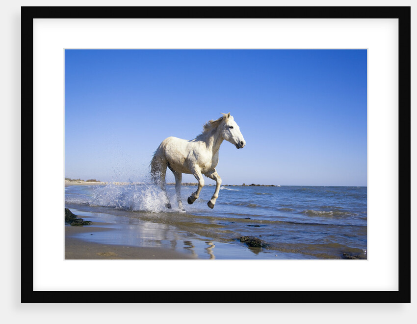 Camargue Horse Running on Beach by Anonymous