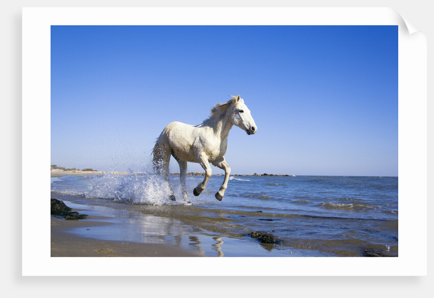 Camargue Horse Running on Beach by Anonymous