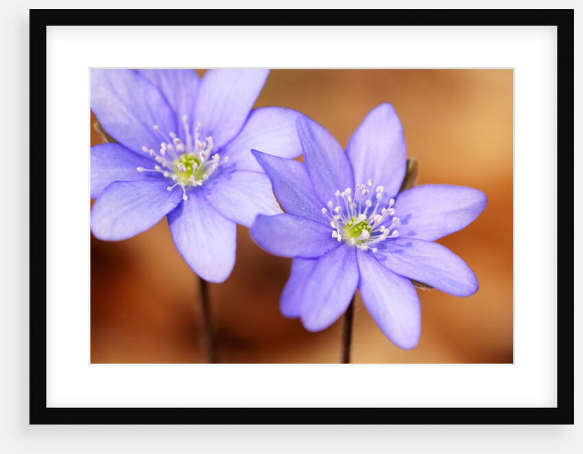 Purple Liverwort Flower by Anonymous