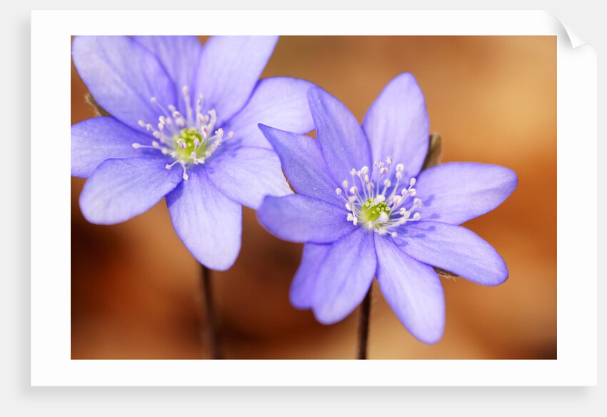 Purple Liverwort Flower by Anonymous