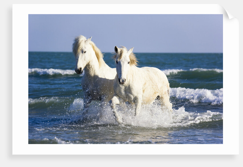 Camargue Horses in Surf by Anonymous