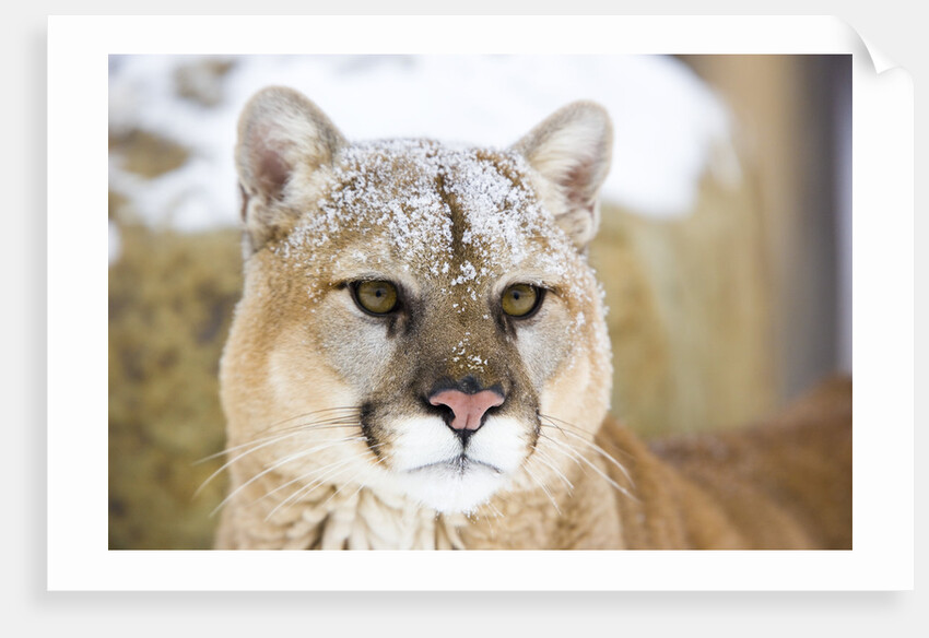 Mountain Lion by Anonymous