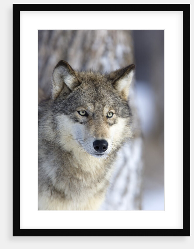 Gray Wolf by Anonymous