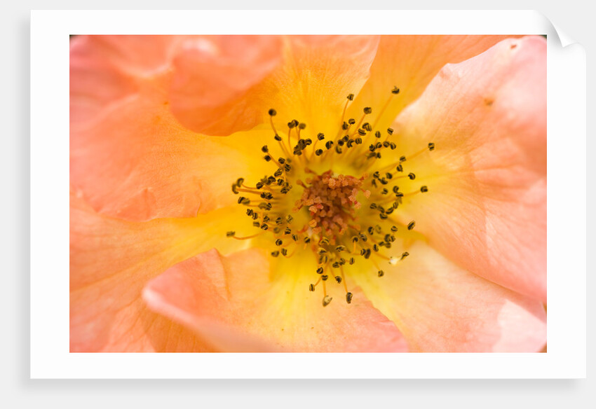 Close-up or Orange Shrub Rose by Anonymous