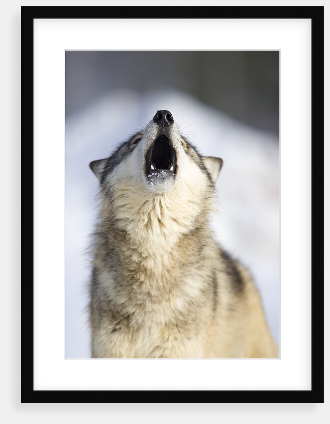 Gray Wolf Howling by Anonymous