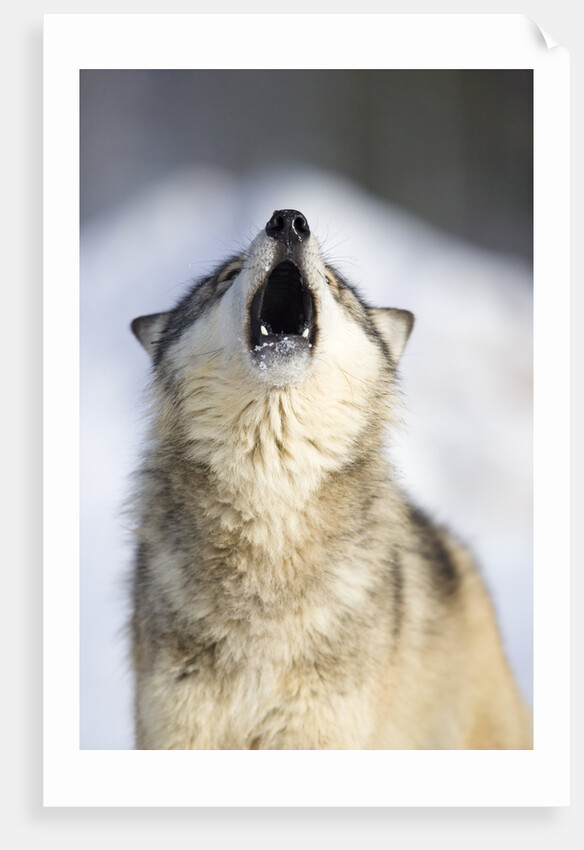 Gray Wolf Howling by Anonymous