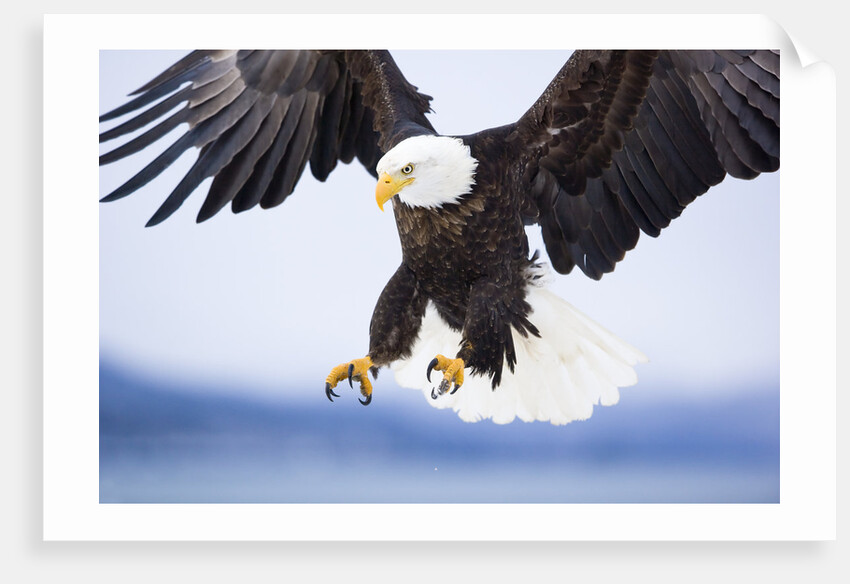 Bald Eagle Landing by Anonymous
