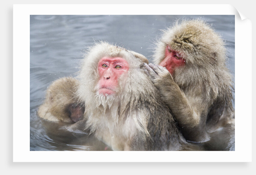 Japanese Macaques in Hot Spring by Anonymous