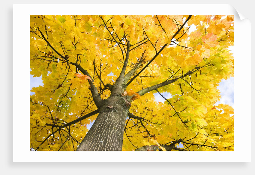 Sycamore Maple Tree by Anonymous