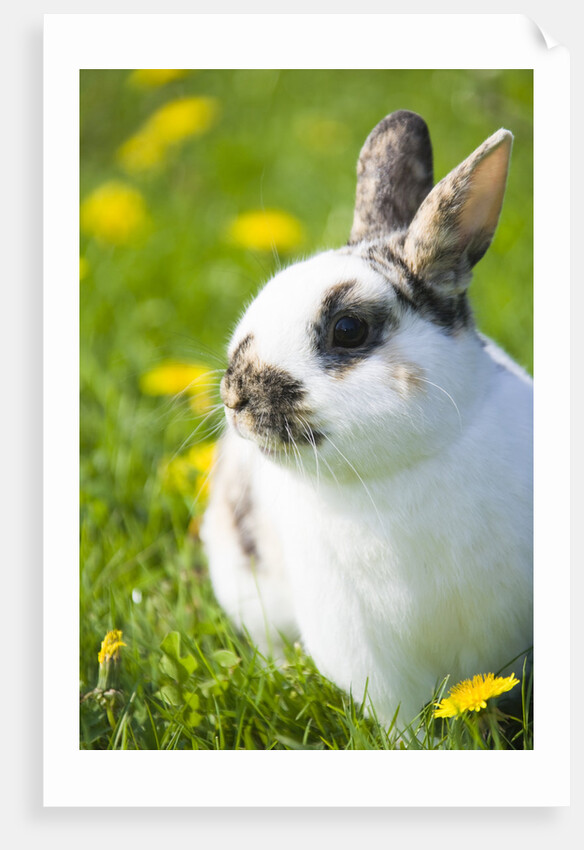 Dwarf Rabbit in Grass by Anonymous