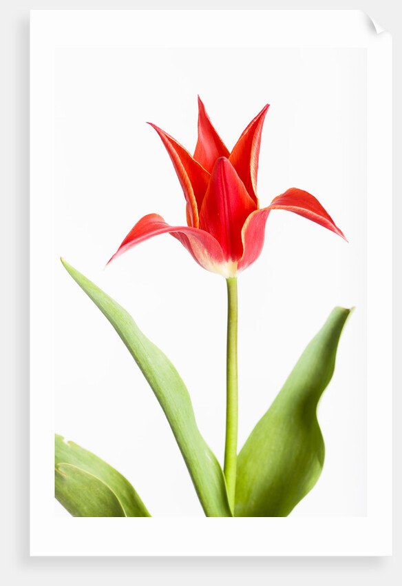 Red Tulip by Anonymous