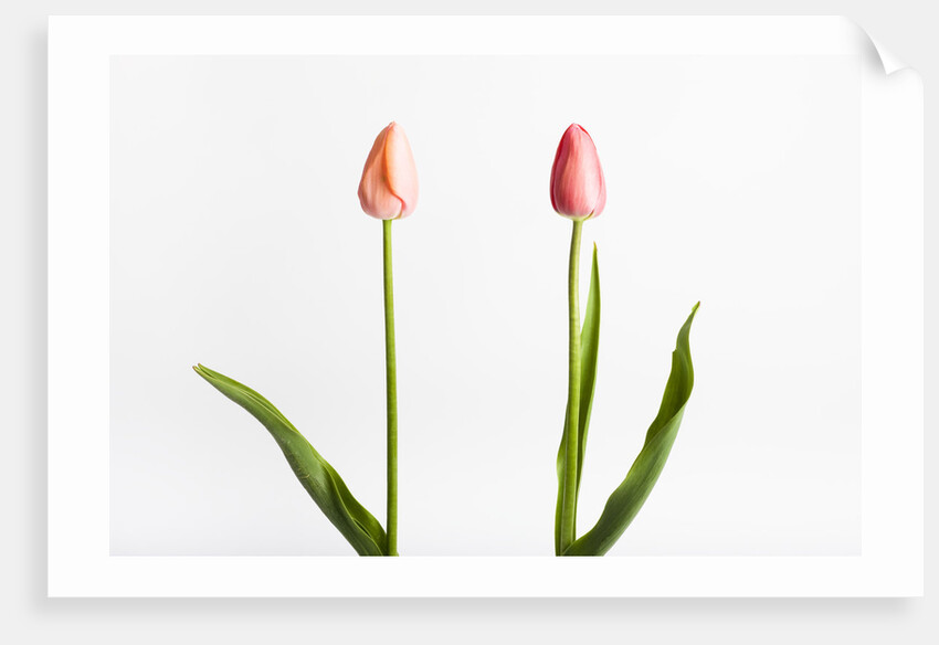 Red Tulips by Anonymous