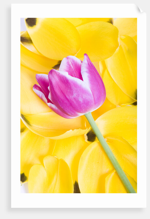 Purple Tulip on Yellow Tulip Petals by Anonymous