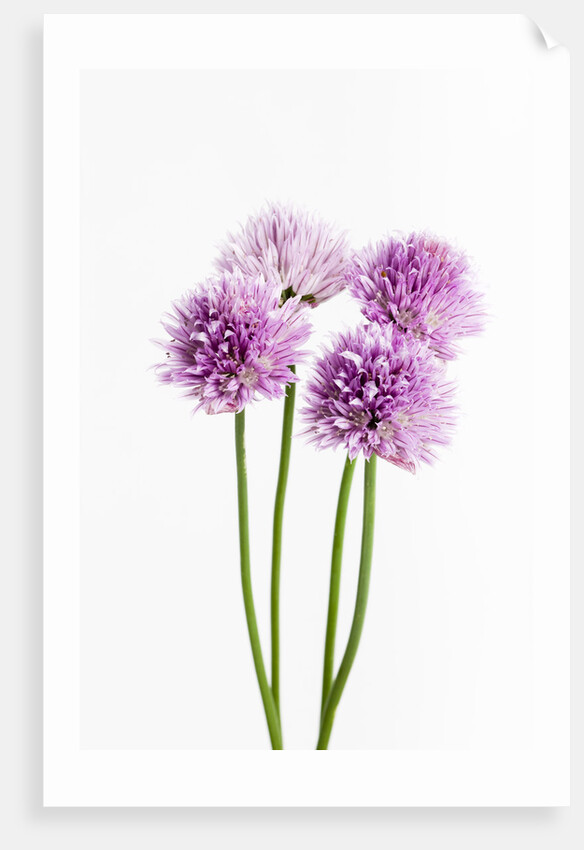 Purple Chive Flowers by Anonymous