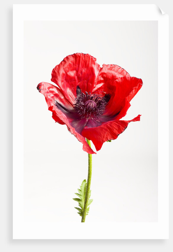 Red Poppy by Anonymous