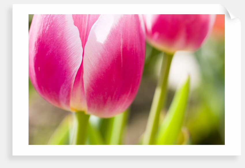 Purple Tulips by Anonymous