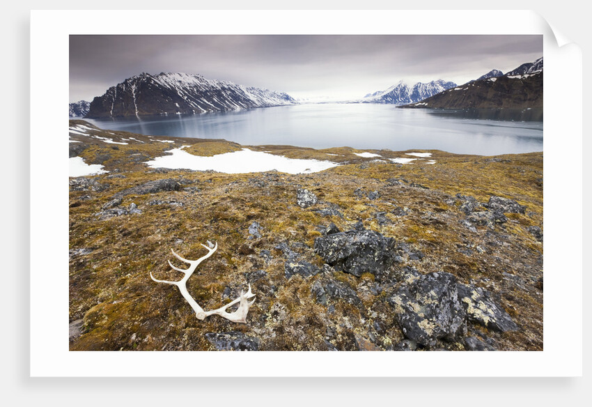 Reindeer Antler and Tinayra Bukta by Anonymous