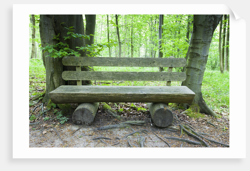 Log Bench in Beech Forest by Anonymous
