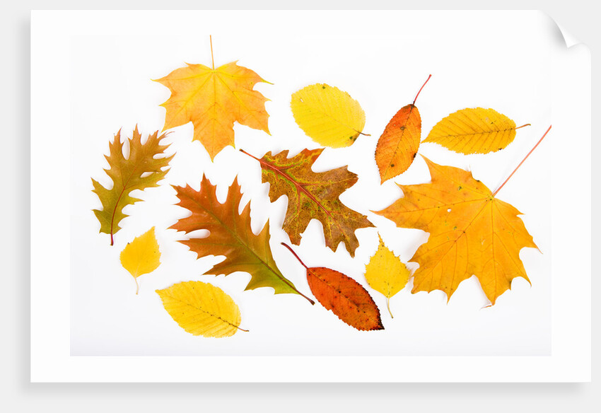 Fall Leaves by Anonymous