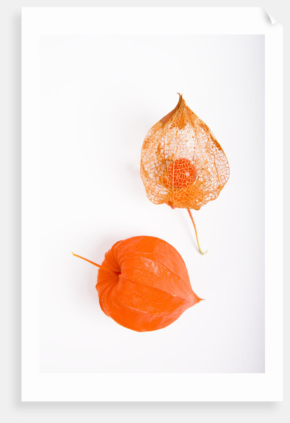 Orange Chinese Lantern Plant by Anonymous