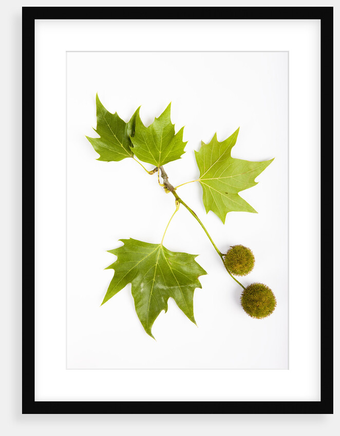 Plane Tree Leaves and Nuts by Anonymous