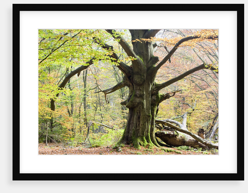 Beech Tree in Forest by Anonymous