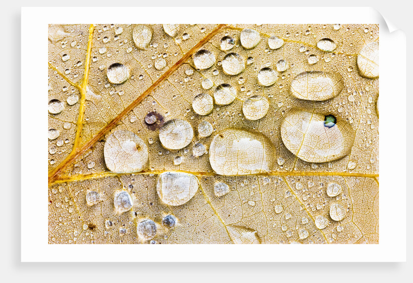 Water Drops on Maple Leaf by Anonymous