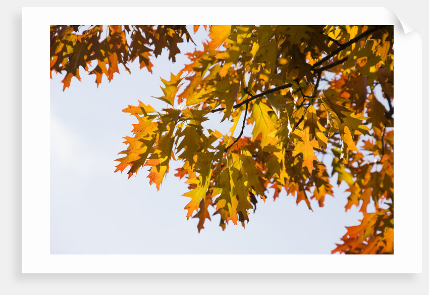 Oak Leaves and Sky by Anonymous
