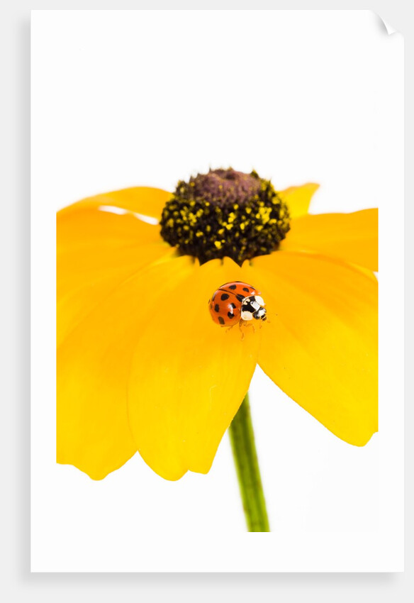 Ladybug on Black-eyed Susan by Anonymous