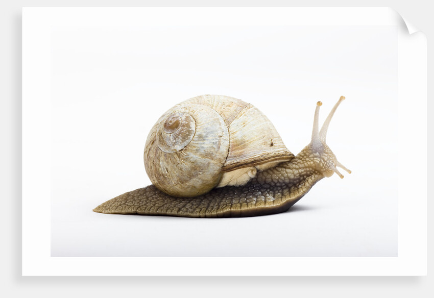 Snail by Anonymous