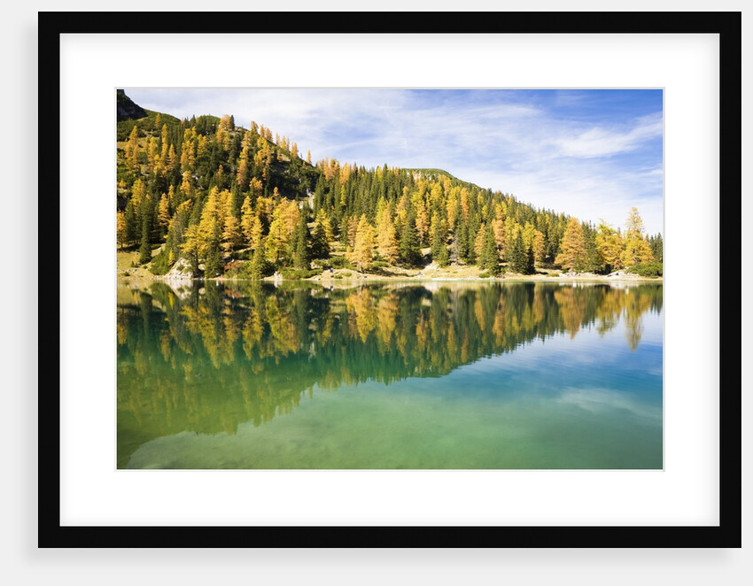 Larch Trees on Lake Seebensee by Anonymous