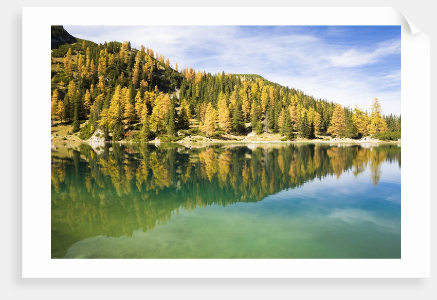 Larch Trees on Lake Seebensee by Anonymous