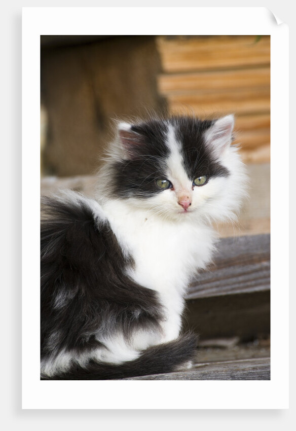 Black and White Kitten by Anonymous