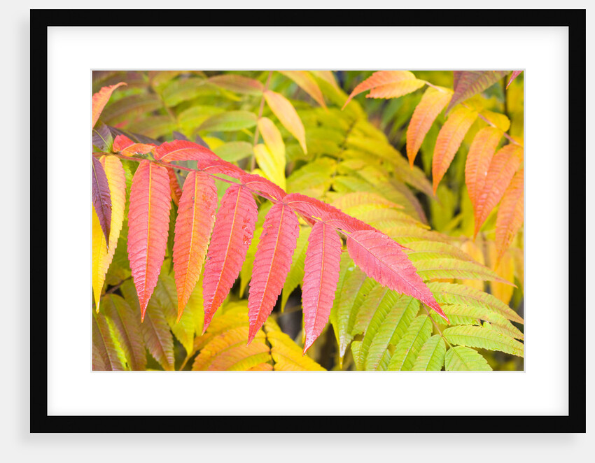 Sumac Leaves by Anonymous