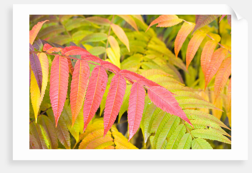 Sumac Leaves by Anonymous