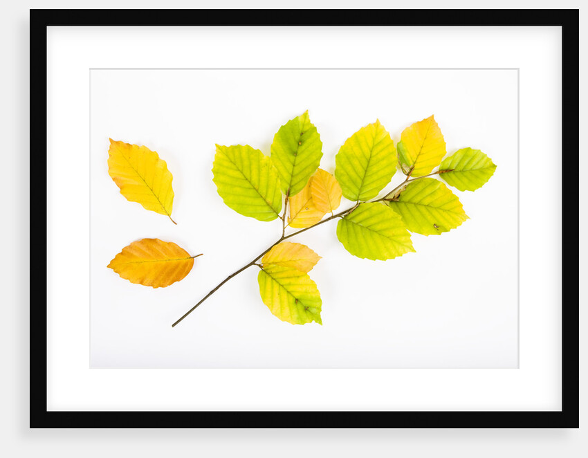 Beech Tree Leaves by Anonymous