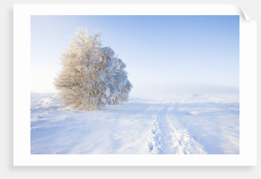 Frost and First Snow on Meadow by Anonymous