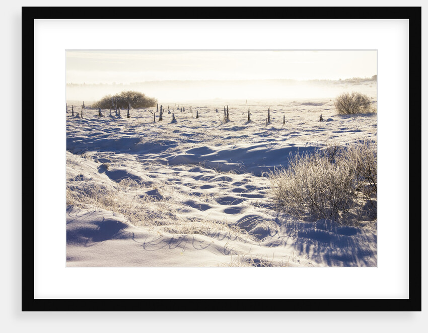 Frost and First Snow on Meadow by Anonymous