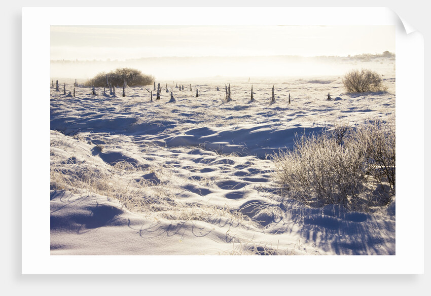 Frost and First Snow on Meadow by Anonymous