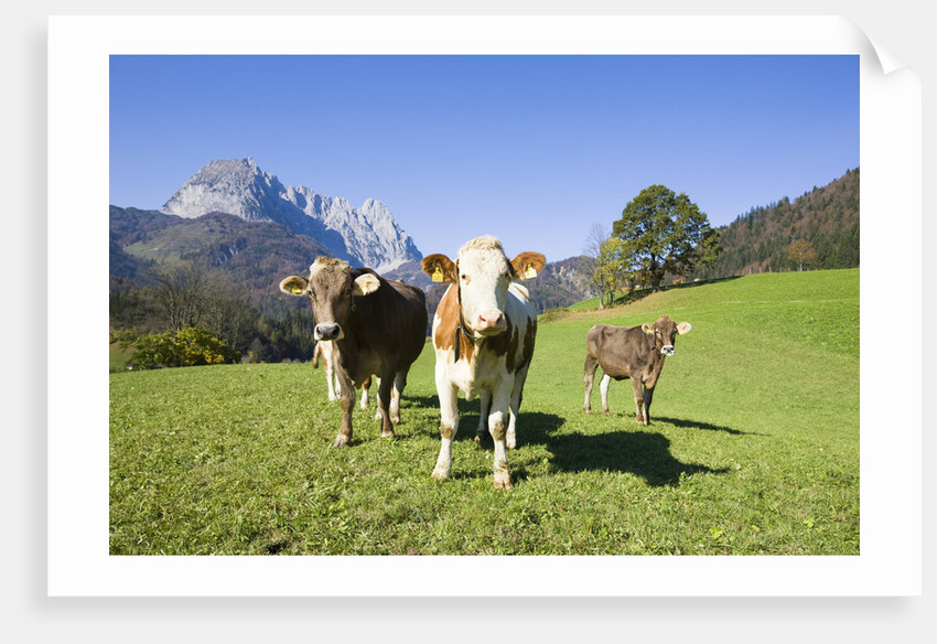 Cows in Alpine Meadow by Anonymous