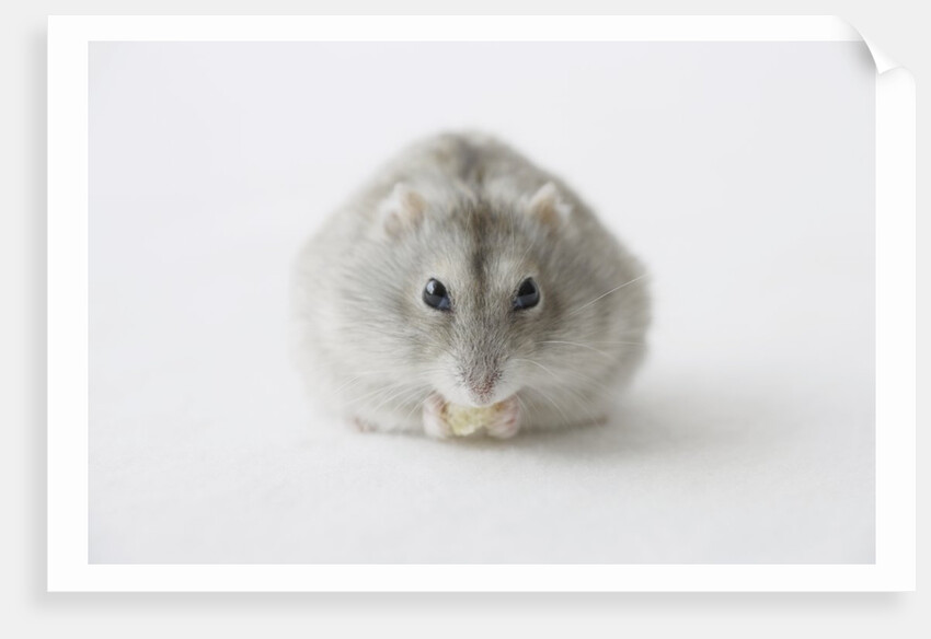Hamster eating food by Anonymous