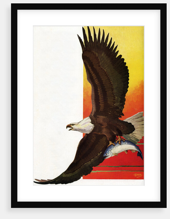 Illustration of Flying Bald Eagle Holding Salmon in Claws by Stark Davis