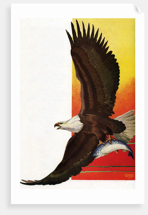 Illustration of Flying Bald Eagle Holding Salmon in Claws by Stark Davis
