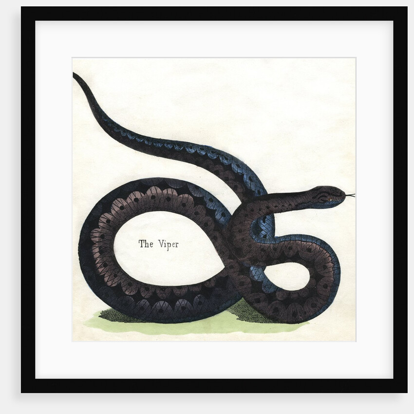 The Viper Illustration by Anonymous