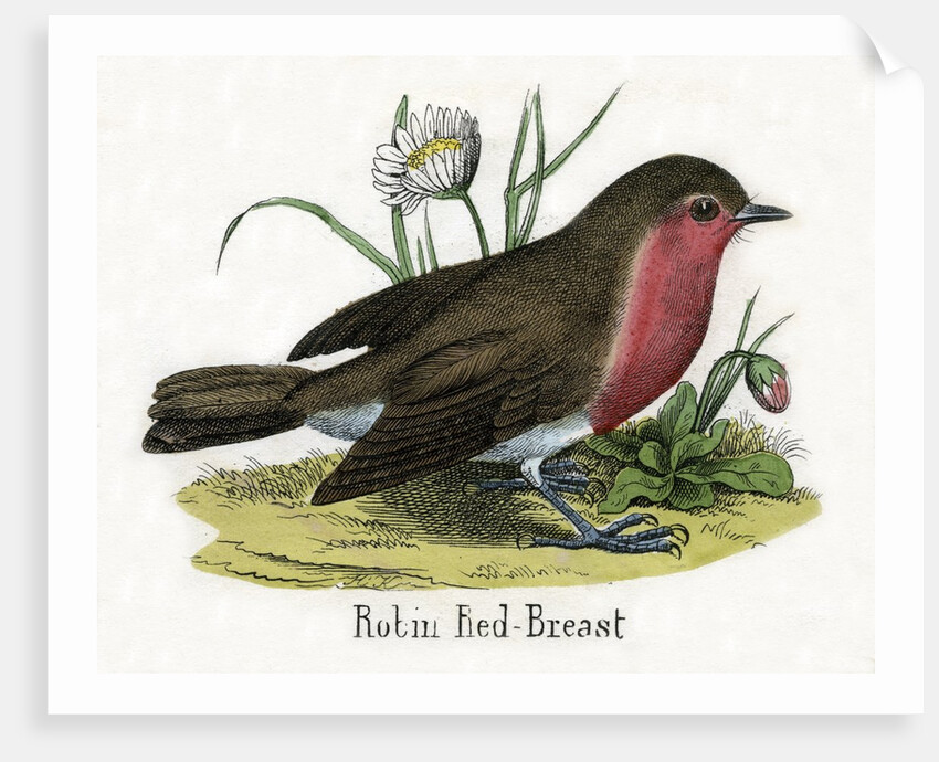 Robin Red-Breast Illustration by Anonymous