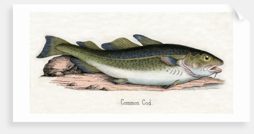 Common Cod Illustration by Anonymous