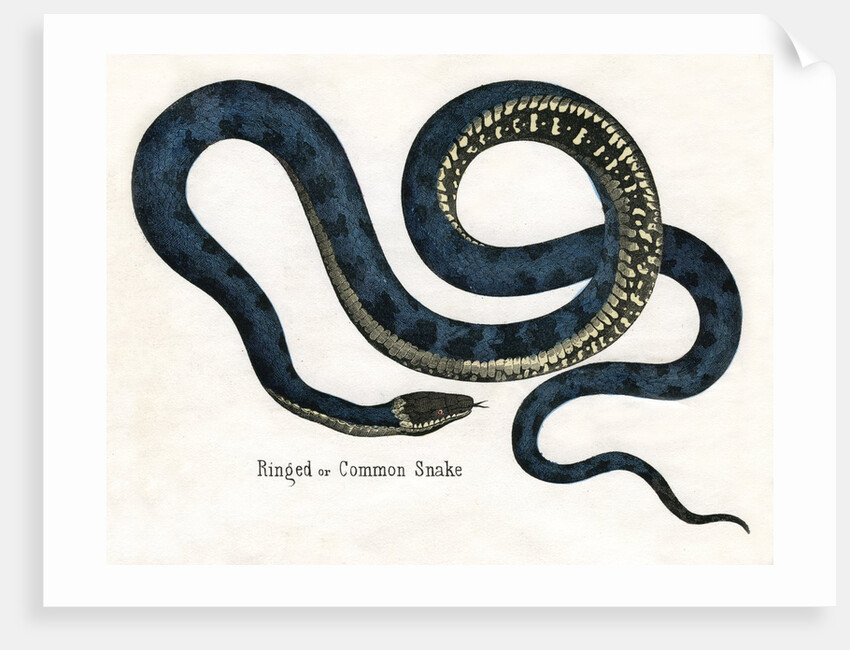 Ringed or Common Snake Illustration by Anonymous