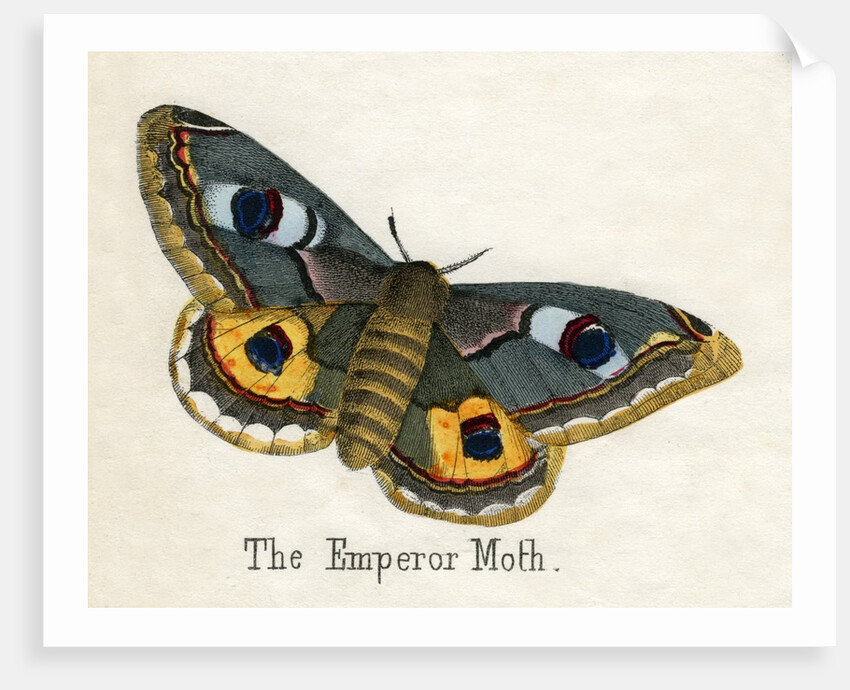 The Emperor Moth Illustration by Anonymous